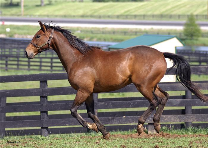 Morto Popcorn Deelites, il cavallo di Seabiscuit: interpretò il film del 2003