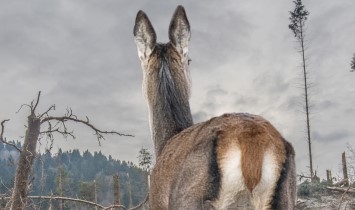 Clorofilla, il respiro del bosco. Passeggiata tra biodiversità e schianti