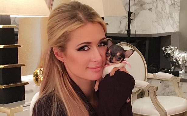 Paris Hilton ha smarrito il suo cane Diamond Baby: grande ricompensa a chi lo troverà