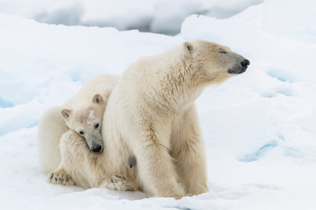 Su Retequattro arriva la serie evento “Frozen Planet II”